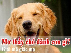 Mơ thấy chó đánh con gì? Giải mã giấc mơ thấy chó chính xác nhất